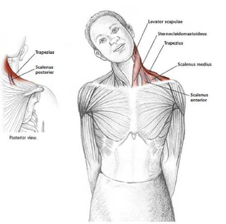 neck muscles