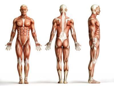 postural analysis 