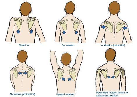 scapula movements