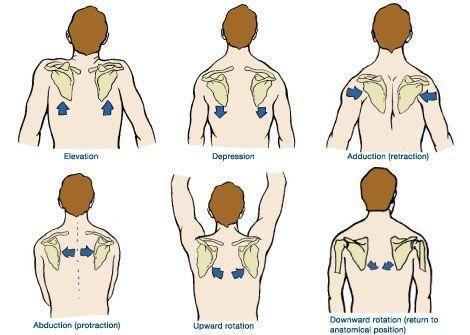 scapular movements