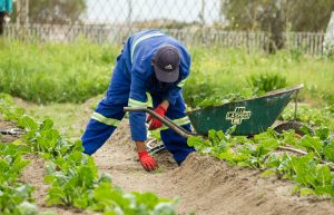 Gardening ergonomics
