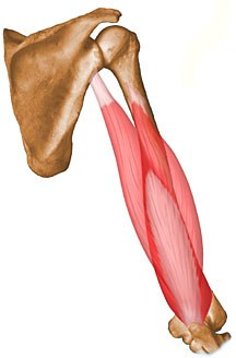 Triceps Strengthening
