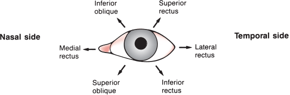 cranial nerve testing